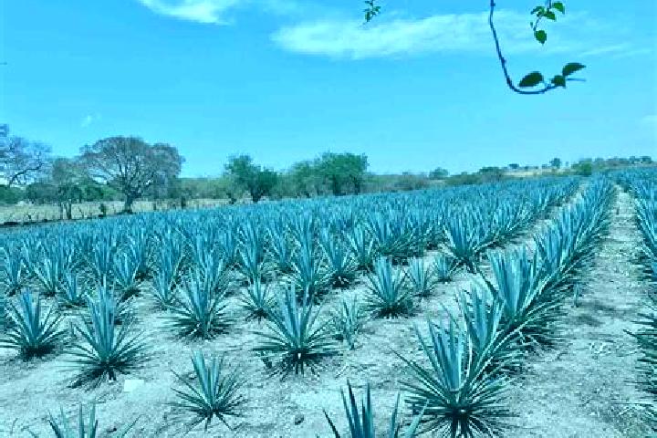 10 escort profiles in San Miguel Coatlan, Mexico. Browse companions, services, rates and book online. Incall and outcall available.