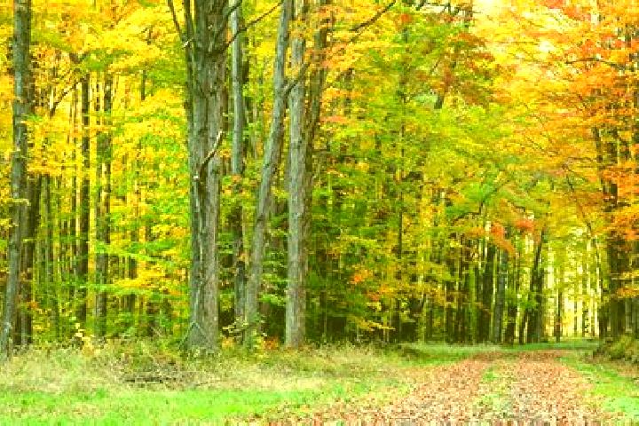 12 escort profiles in Forest, United States. Browse companions, services, rates and book online. Incall and outcall available.