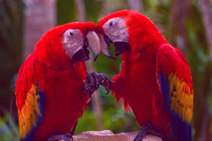 12 escort profiles in Guacamayas, Colombia. Browse companions, services, rates and book online. Incall and outcall available.