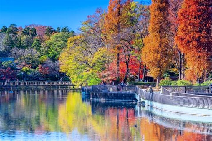 12 escort profiles in Inokashira, Japan. Browse companions, services, rates and book online. Incall and outcall available.