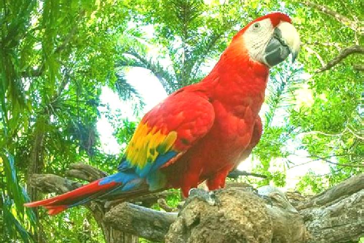 12 escort profiles in Las Guacamayas, Mexico. Browse companions, services, rates and book online. Incall and outcall available.