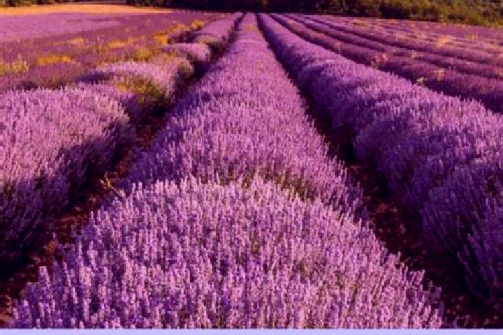 12 escort profiles in Simiane-la-Rotonde, France. Browse companions, services, rates and book online. Incall and outcall available.