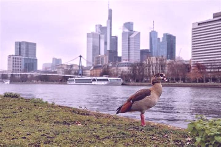 13 escort profiles in Frankfurt am Main, Germany. Browse companions, services, rates and book online. Incall and outcall available.