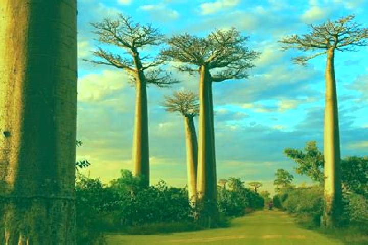 13 escort profiles in Morondava, Madagascar. Browse companions, services, rates and book online. Incall and outcall available.