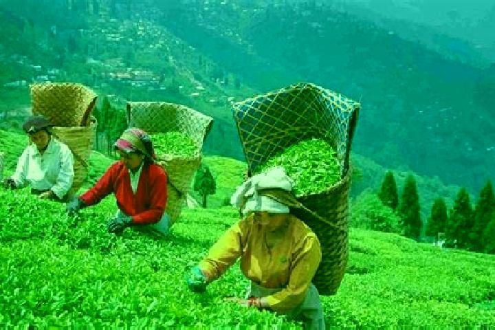 13 escort profiles in Tasti Tea Garden, India. Browse companions, services, rates and book online. Incall and outcall available.