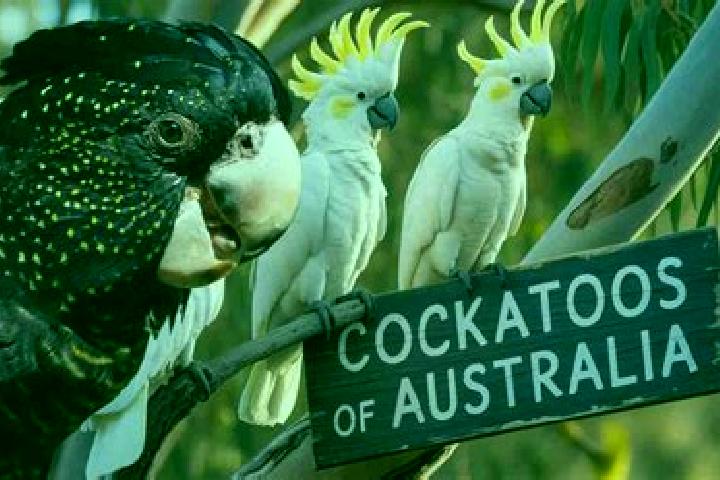 13 escort profiles in Warrimoo, Australia. Browse companions, services, rates and book online. Incall and outcall available.