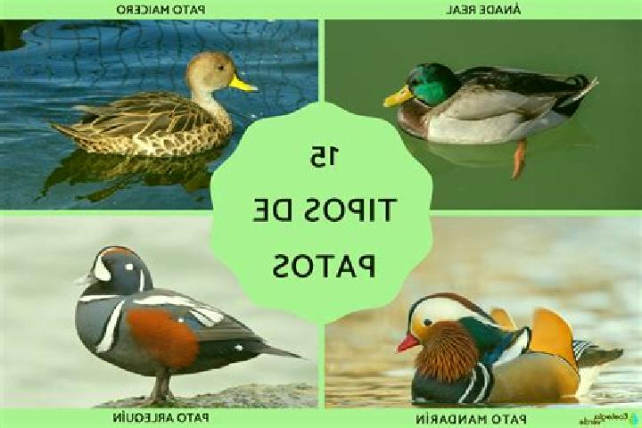 14 escort profiles in Arroyo de Los Patos, Argentina. Browse companions, services, rates and book online. Incall and outcall available.
