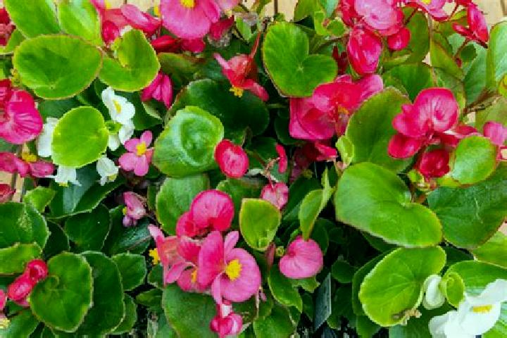 14 escort profiles in Flores de Begona, Mexico. Browse companions, services, rates and book online. Incall and outcall available.
