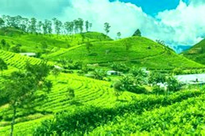 14 escort profiles in Haputale, Sri Lanka. Browse companions, services, rates and book online. Incall and outcall available.