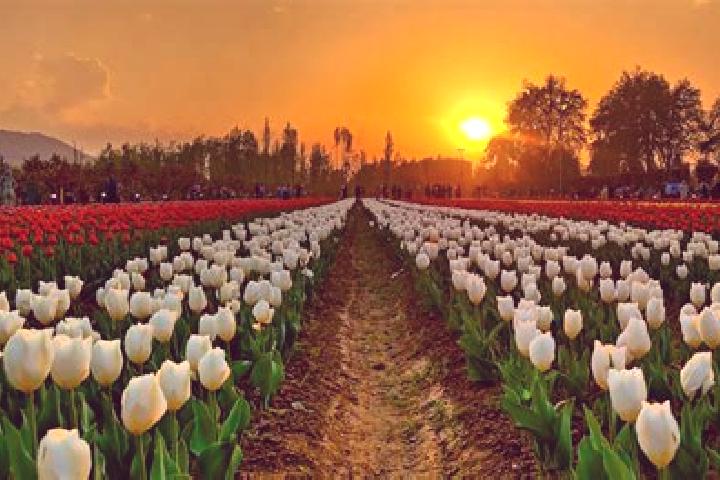 14 escort profiles in Srinagar, India. Browse companions, services, rates and book online. Incall and outcall available.