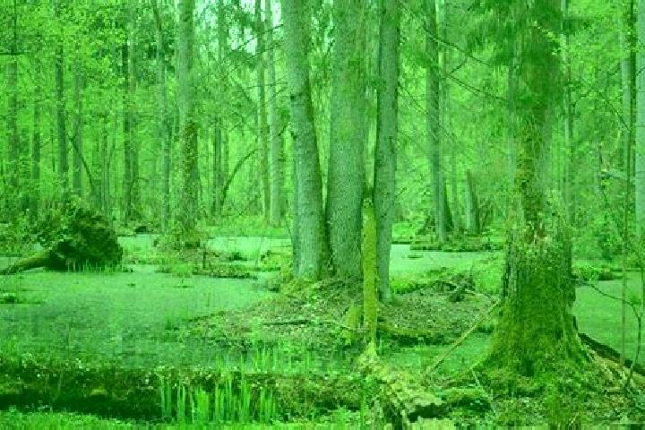 15 escort profiles in Bialowieza, Poland. Browse companions, services, rates and book online. Incall and outcall available.