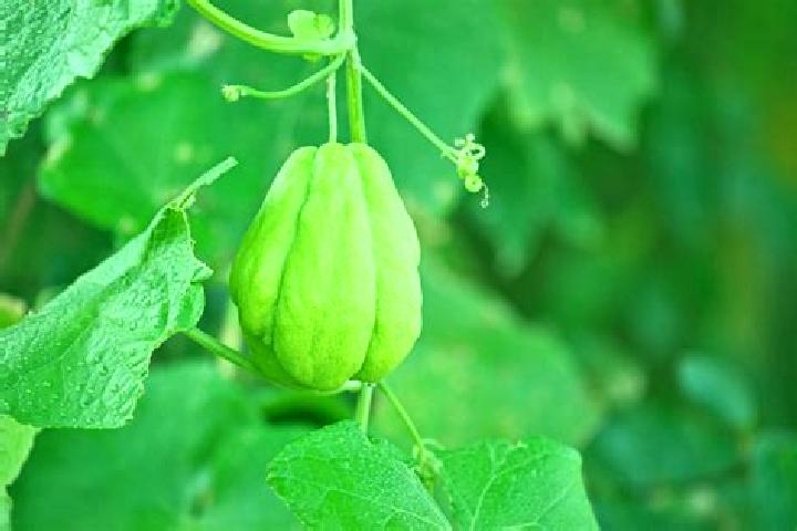 15 escort profiles in El Chayote, Mexico. Browse companions, services, rates and book online. Incall and outcall available.
