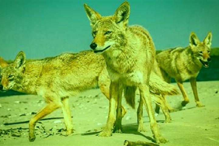 6 escort profiles in Los Coyotes, Mexico. Browse companions, services, rates and book online. Incall and outcall available.