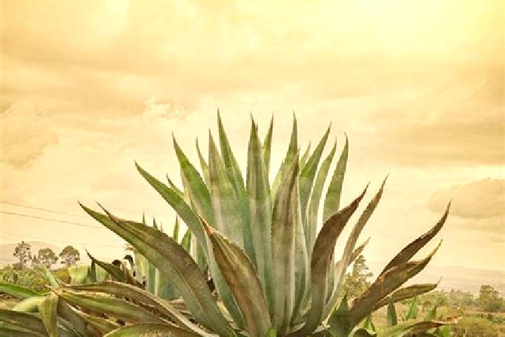 6 escort profiles in Maguey Blanco, Mexico. Browse companions, services, rates and book online. Incall and outcall available.