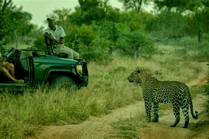 8 escort profiles in Sabi-Sand Game Reserve, South Africa. Browse companions, services, rates and book online. Incall and outcall available.