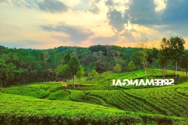 8 escort profiles in Srimangal, Bangladesh. Browse companions, services, rates and book online. Incall and outcall available.