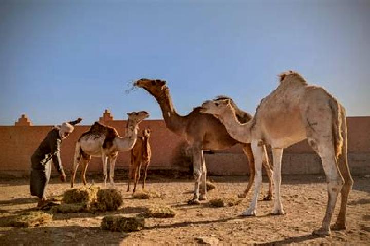 9 escort profiles in Guelmim, Morocco. Browse companions, services, rates and book online. Incall and outcall available.