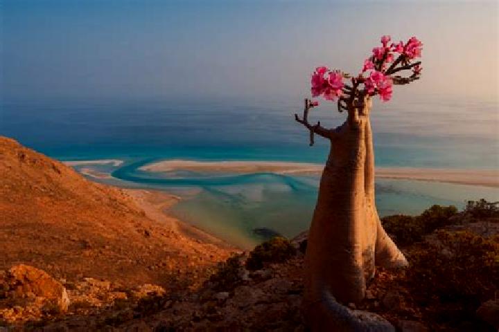Addison, 36 — Escort in Suq Shamar, Yemen
