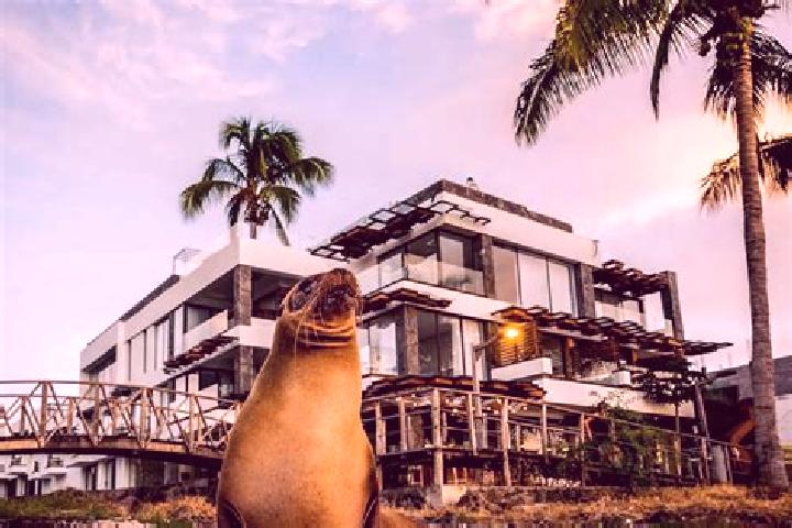 Addison, 39 — Escort in Galapagos, Spain
