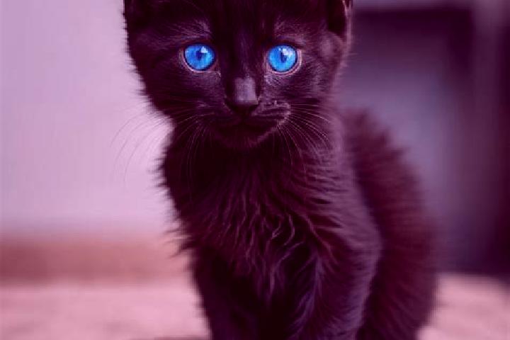 Alice, 21, a black blue-eyed mediterranean companion based in Godbrange. Offering Deep French Kissing, Massage, Roleplay, Fetish, 69. Available for incall an...