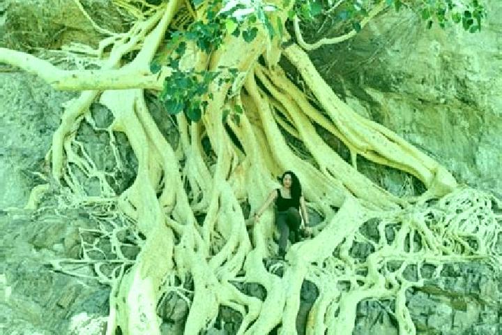 Alice, 36 — Escort in Amate Amarillo, Mexico