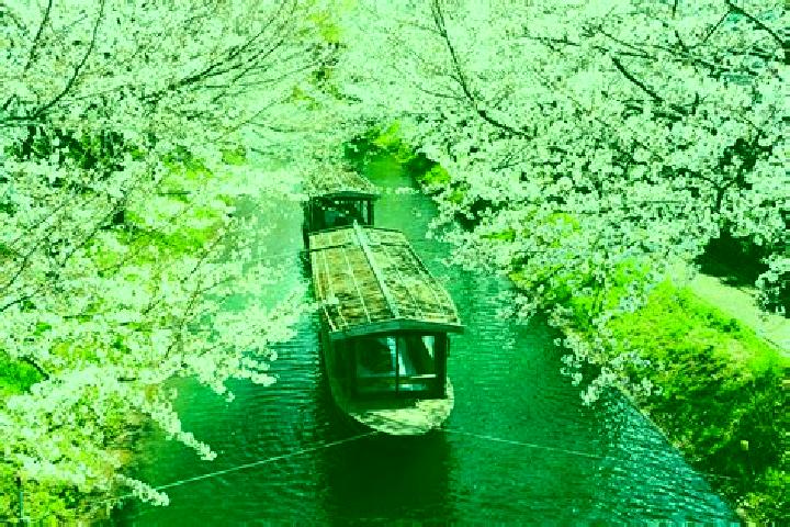 Alice, 39 — Escort in Motoyoyogicho, Japan