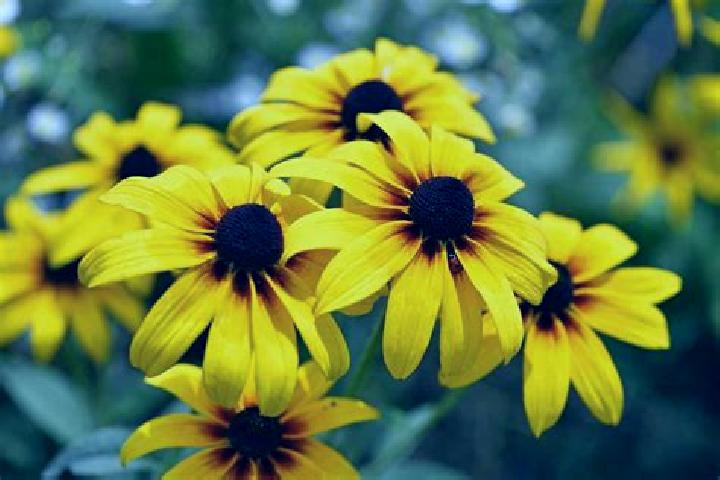 Amelia, 29, a black dark-eyed caribbean companion based in Jizan. Offering CIM, Erotic Massage, Striptease, Duos. Available for incall and outcall, overnight...
