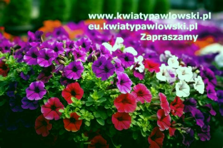 Aria, 26 — Escort in Zawady, Poland