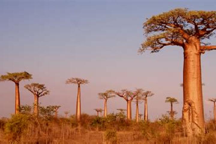 Aria, 30 — Escort in Ivohibe, Madagascar