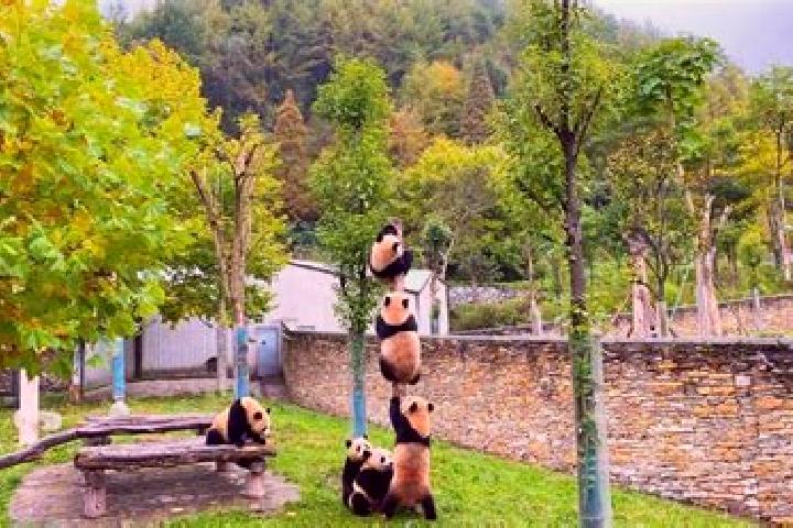 Ariana, 30 — Escort in Wolong, China