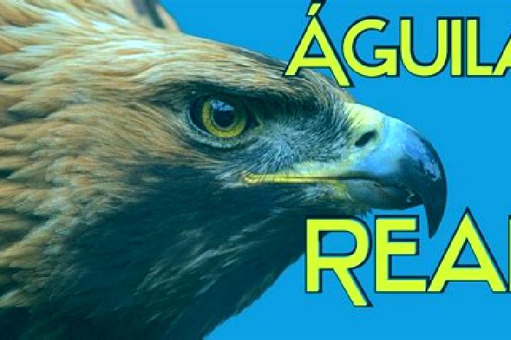 Ariana, 39 — Escort in El Aguila, Mexico