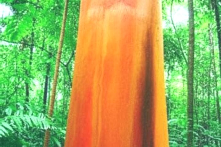 Aurora, 22 — Escort in Pau Brasil, Brazil
