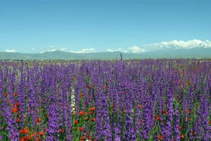 Aurora, 31 — Escort in Haykavan, Armenia