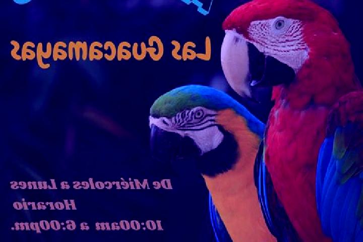 Aurora, 36 — Escort in Las Guacamayas, Mexico