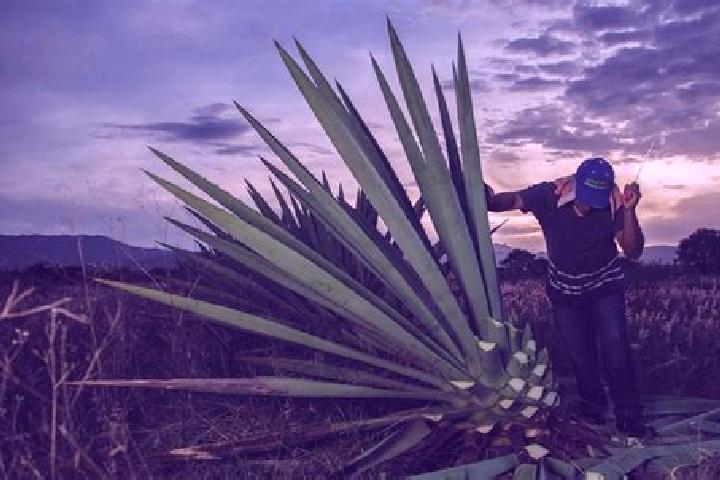 Ava, 29 — Escort in Santiago Matatlan, Mexico