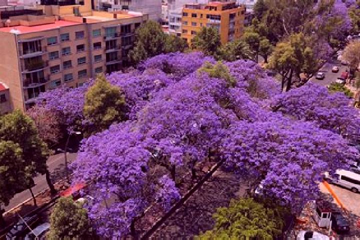 Ava, 36 — Escort in Las Jacarandas, Mexico