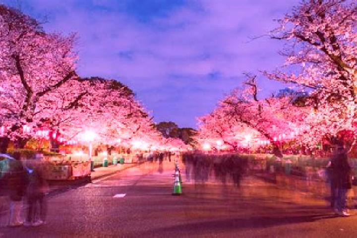 Avery, 32 — Escort in Koganei, Japan