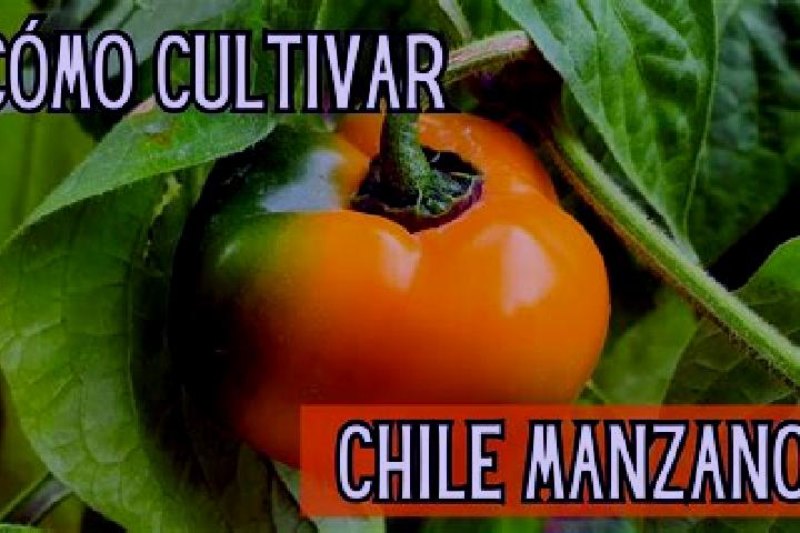 Chloe, 22 — Escort in Joaquin Miguel Gutierrez (El Manzano), Mexico