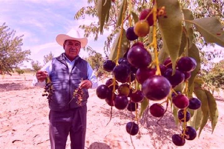 Clara, 21 — Escort in El Capulin, Mexico