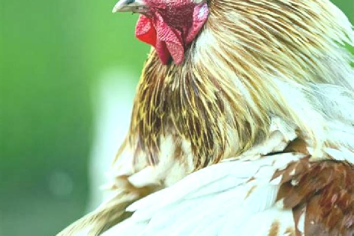Clara, 30 — Escort in Curteni, Romania