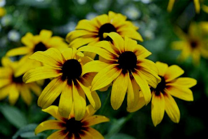 Eleanor, 30, a brunette grey-eyed ebony companion based in Morre. Offering Girlfriend Experience, Duos. Available for incall and outcall, overnight bookings ...