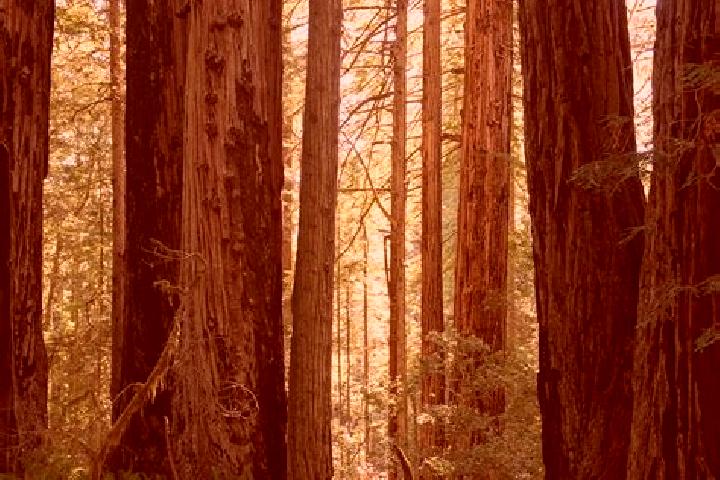 Eleanor, 32 — Escort in Redwood Park, Australia