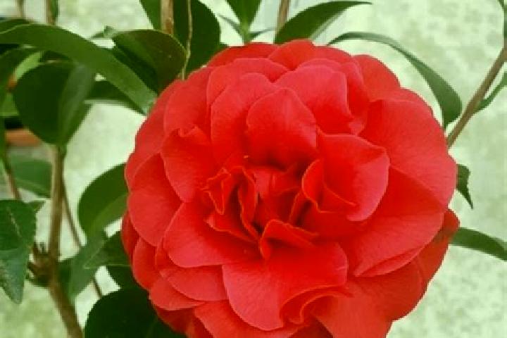 Eleanor, 39 — Escort in Camelia Roja, Mexico