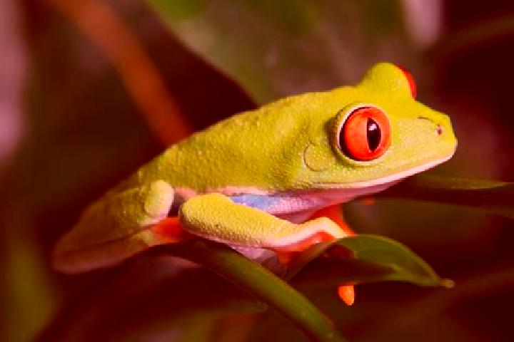 Elizabeth, 35, a red green-eyed caribbean companion based in Kolar. Offering Duos, OWO, Domination. Available for incall and outcall, overnight bookings avai...