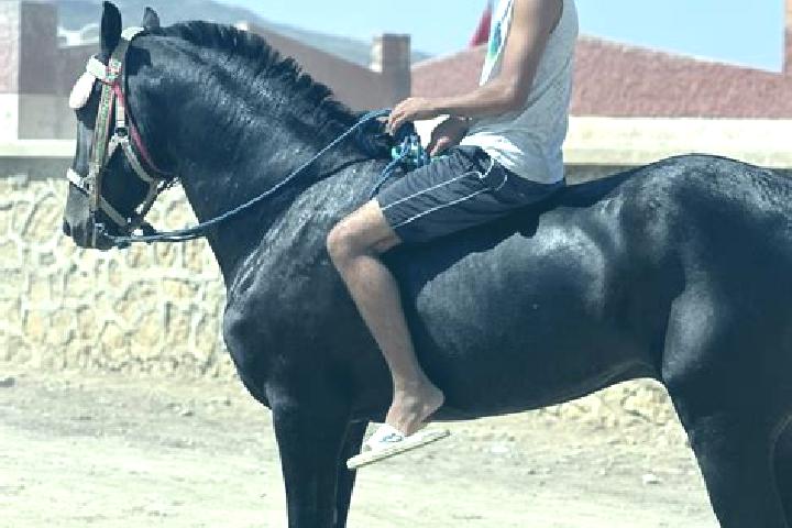 Ella, 20 — Escort in Had Kourt, Morocco