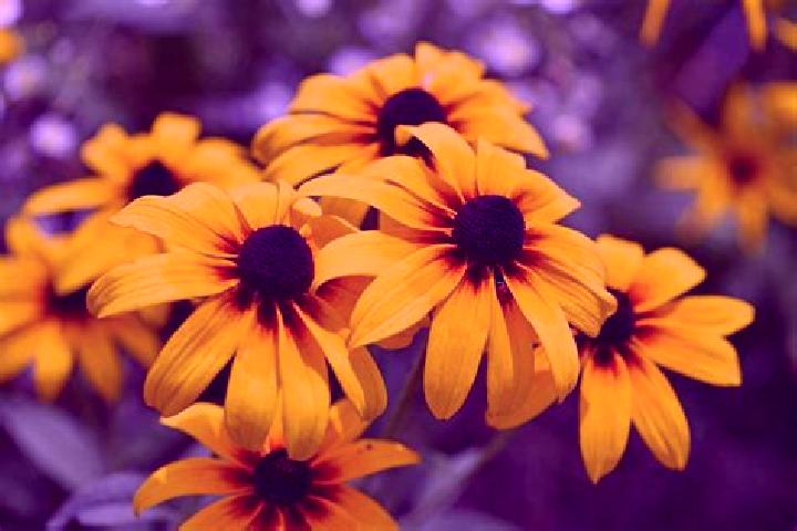 Ella, 22, a black dark-eyed european companion based in Ardeoani. Offering Overnight, GFE, Striptease, 69. Available for incall and outcall, overnight bookin...