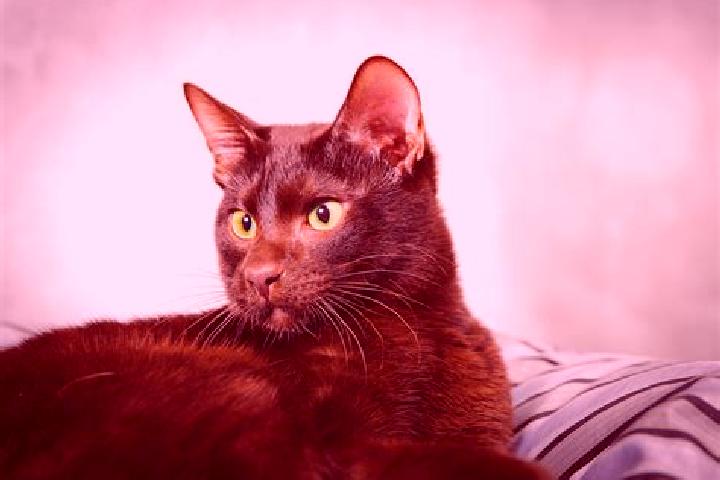 Ella, 26, a black brown-eyed ebony companion based in Magalhaes Barata. Offering OWO, Tantra, A-Level, BDSM, 69. Available for incall and outcall, day and ev...