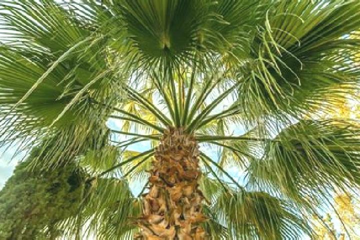 Ellie, 24 — Escort in Cerro Palmera, Mexico