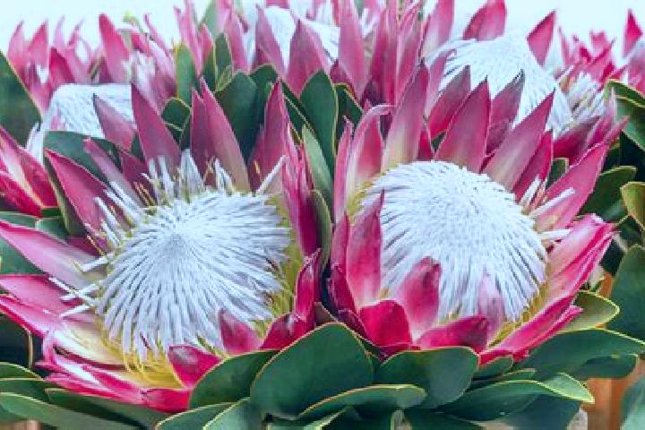 Ellie, 34 — Escort in Madras A, South Africa