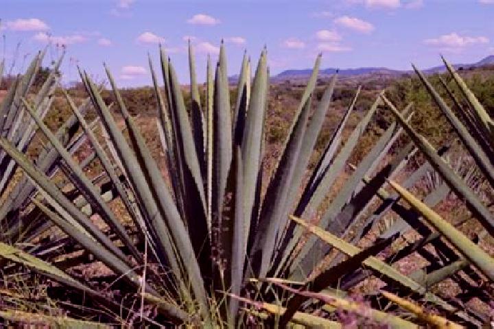 Emily, 21 — Escort in Los Magueyes, Mexico